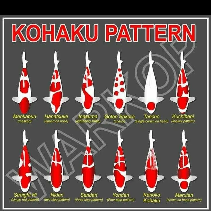 cá koi kohaku