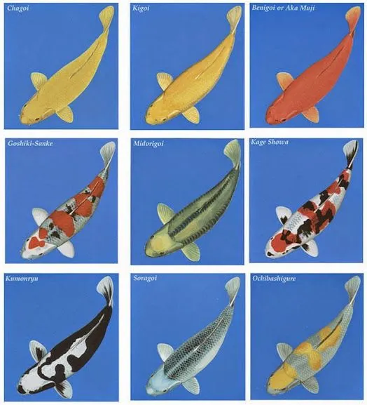 Cá koi