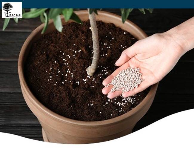 bon-phan-cho-cay-canh-2