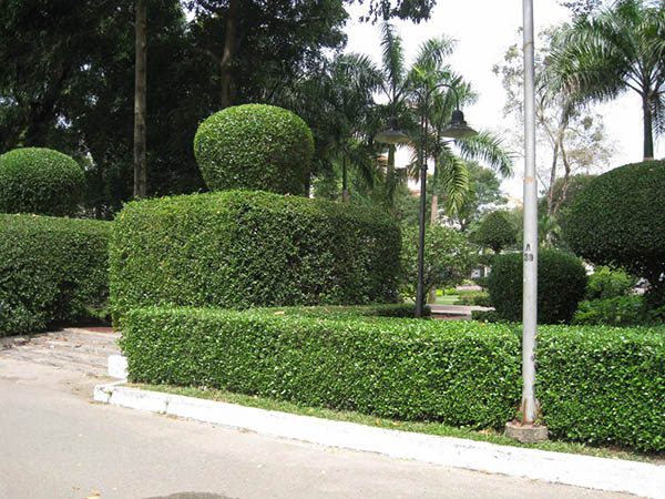 cay-ac-o-trong-hang-rao