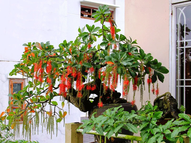 cay phu hop menh moc