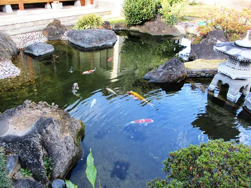 ho-ca-koi-kieu-nhat-8