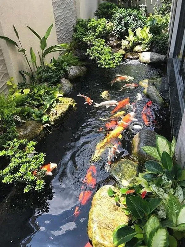 ho-ca-koi-mini-20