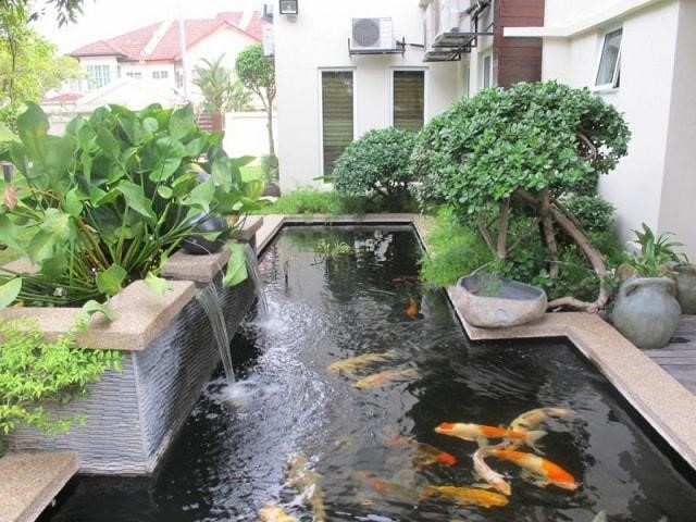 thi-cong-ho-ca-koi-quan-1