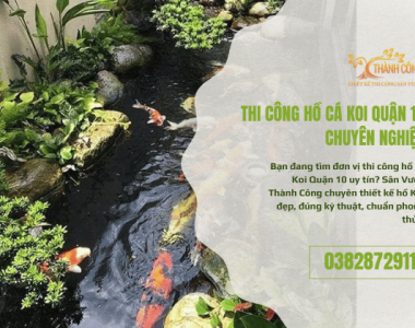Thi Công Hồ Cá Koi Quận 10 - Đẹp, Bền, Hợp Phong Thủy
