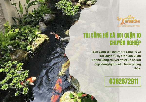 Thi Công Hồ Cá Koi Quận 10 - Đẹp, Bền, Hợp Phong Thủy