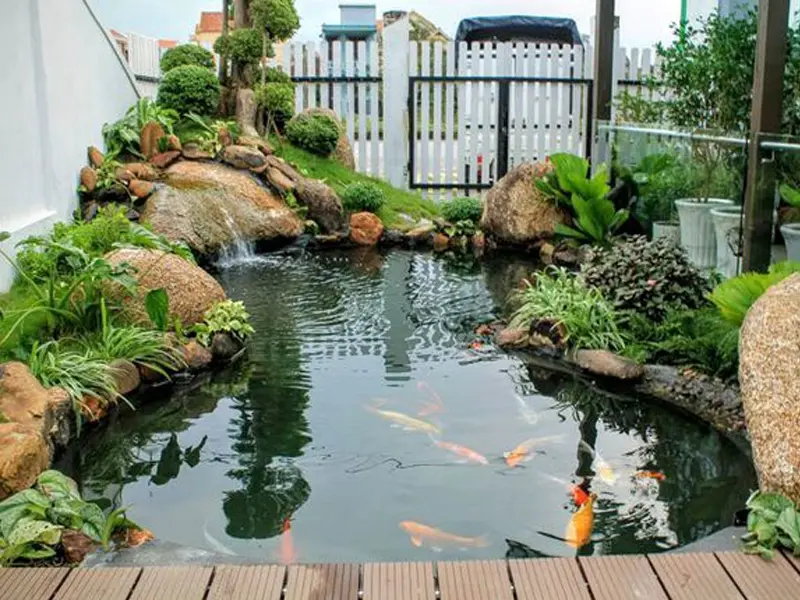 tieu-canh-ho-ca-koi