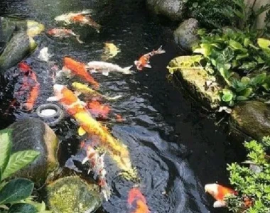 #1 Vệ sinh hồ cá Koi