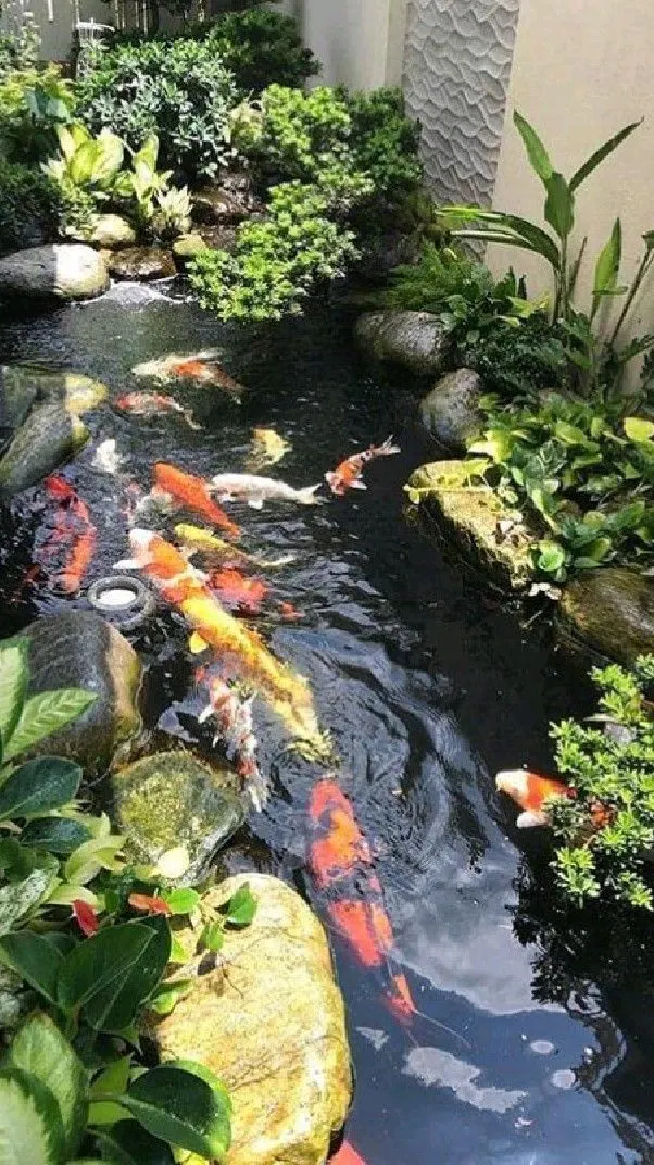 hồ cá koi