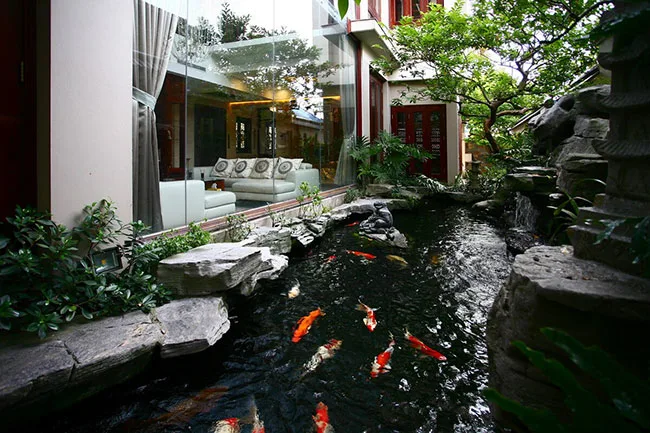 hồ cá koi trong nhà 3