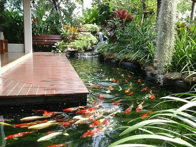 hồ cá koi trong nhà