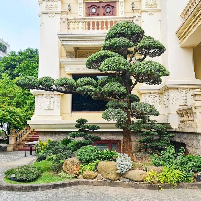 thi-cong-san-vuon-biet-thu 5