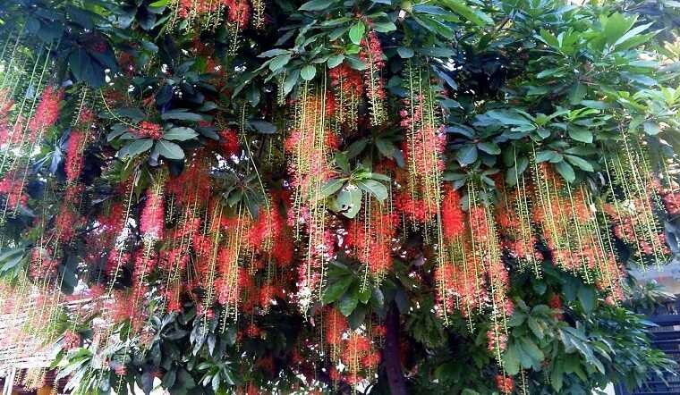 Cây lộc vừng