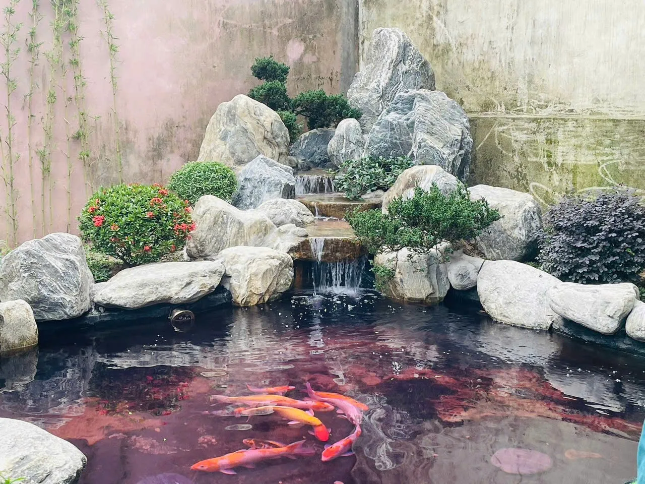 hồ cá