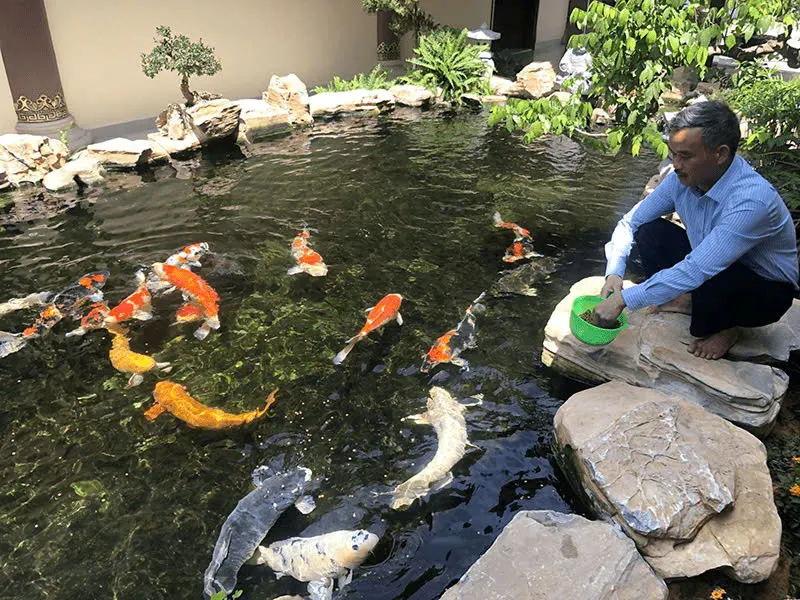 hồ cá Koi